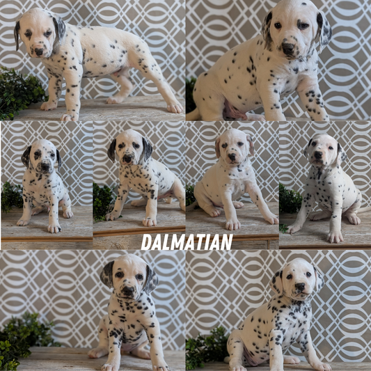 DALMATIAN (FEB 06) MALES