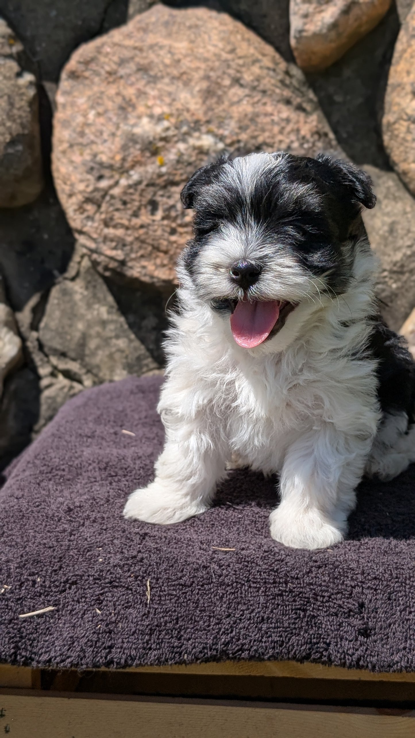HAVANESE (MAY 14) MALES