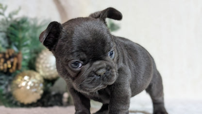 FRENCH BULLDOG (OCT 08) FEMALES