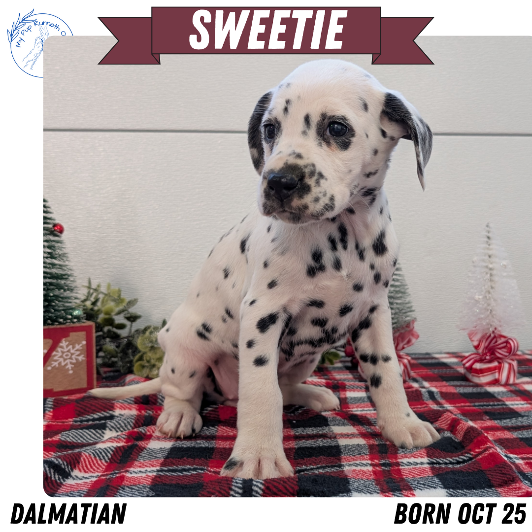 DALMATIAN (OCT 26) FEMALES