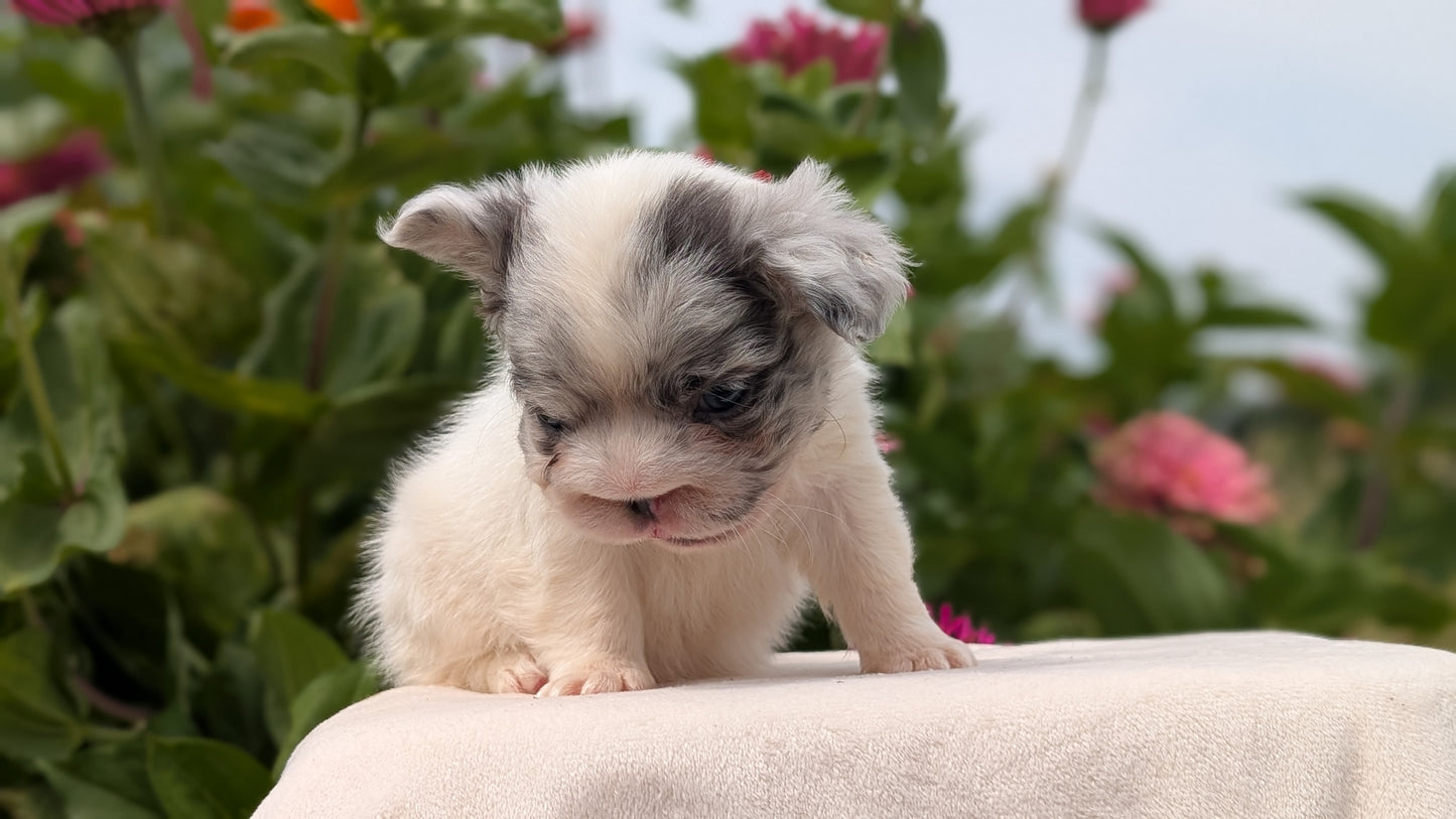 FRENCH BULLDOG (JUN 06) MALES