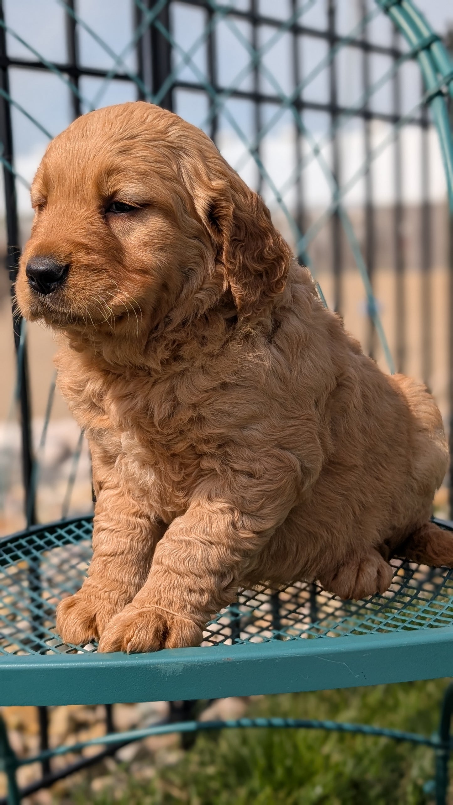 GOLDEN RETRIEVER (FEB 04) FEMALES
