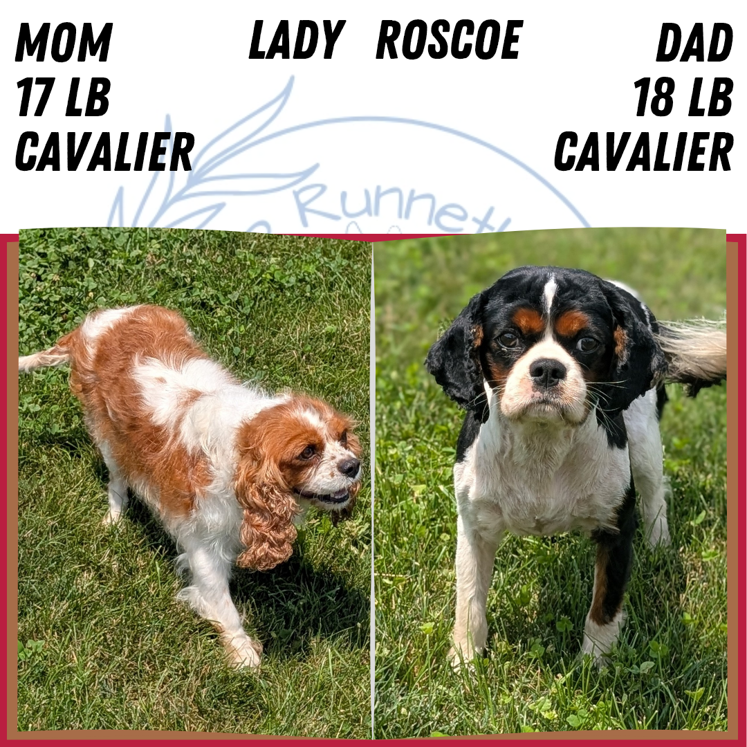 CAVALIER (MAY 30) FEMALES