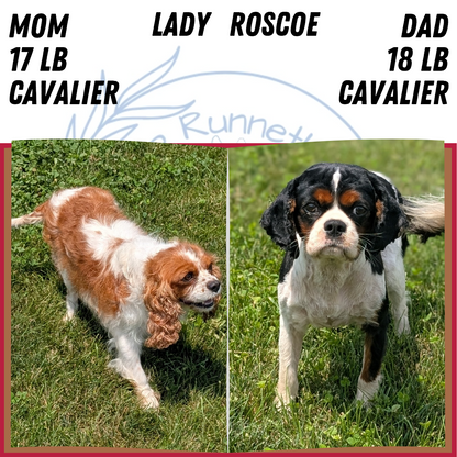 CAVALIER (MAY 30) MALES