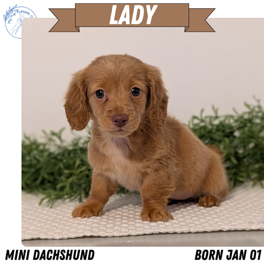 MINI DACHSHUND (JAN 01) FEMALES
