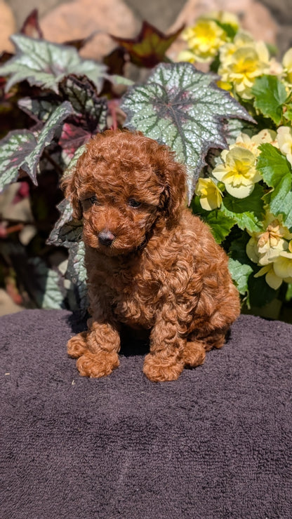 TOY POODLE (JUL 12) 1 FEMALE
