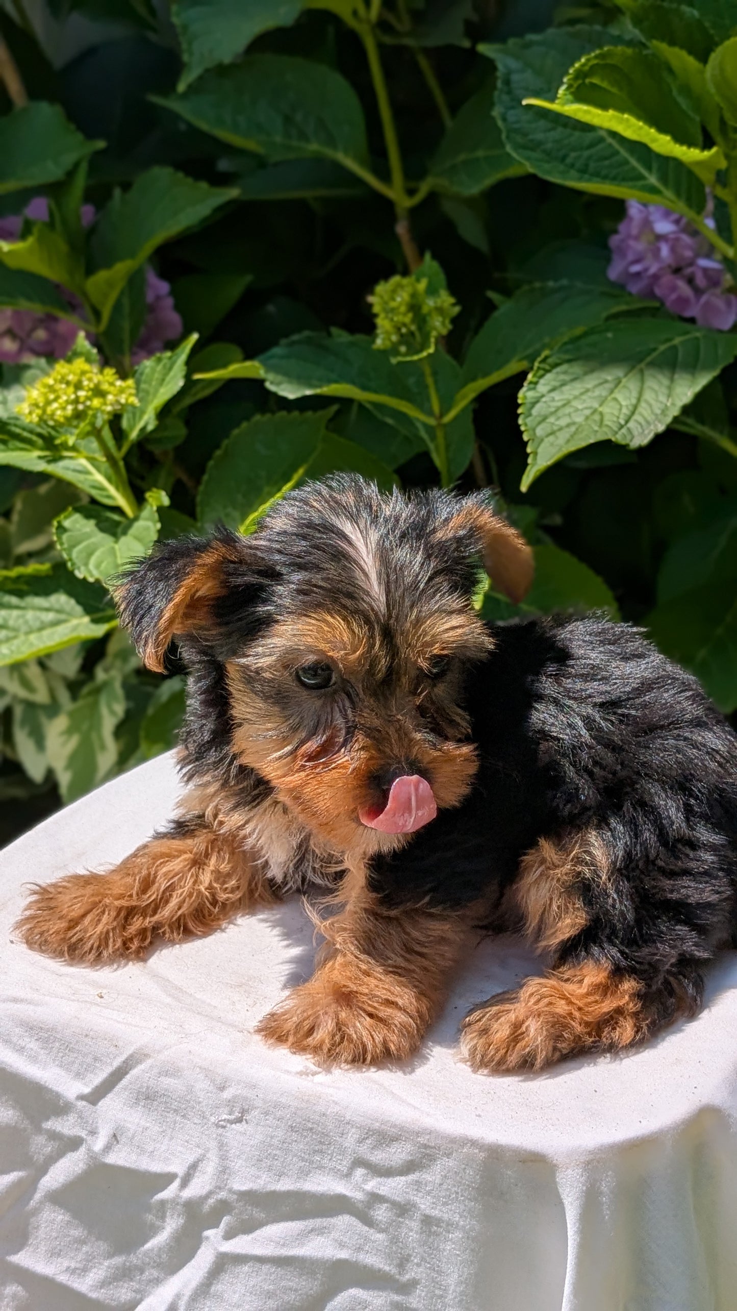 YORKSHIRE TERRIER (05/23) MALE