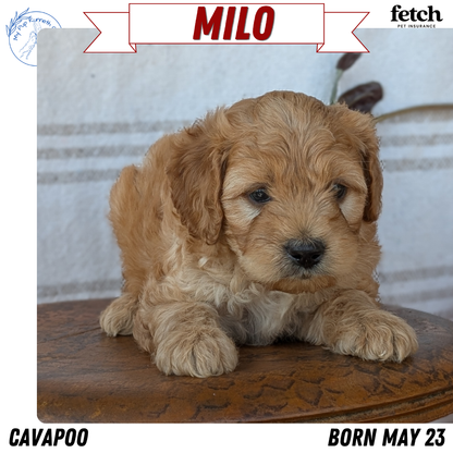 CAVAPOO (MAY 23) MALES