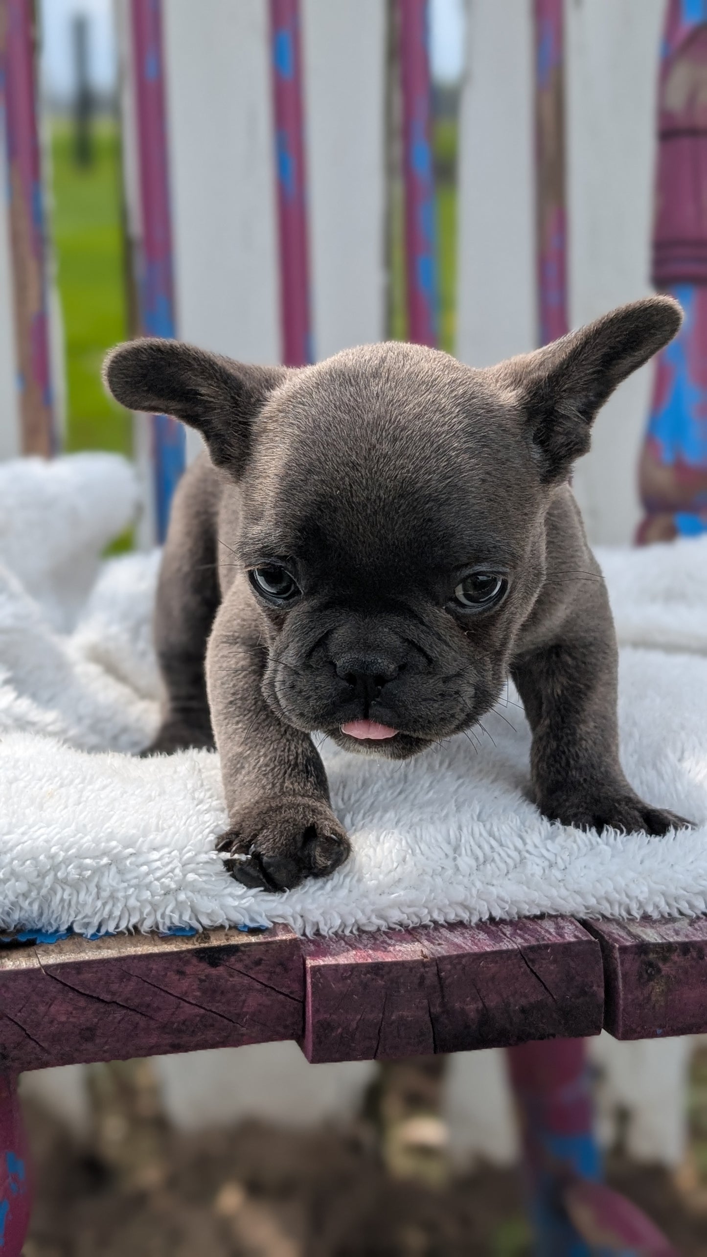 FRENCH BULLDOG (FEB 18) MALE