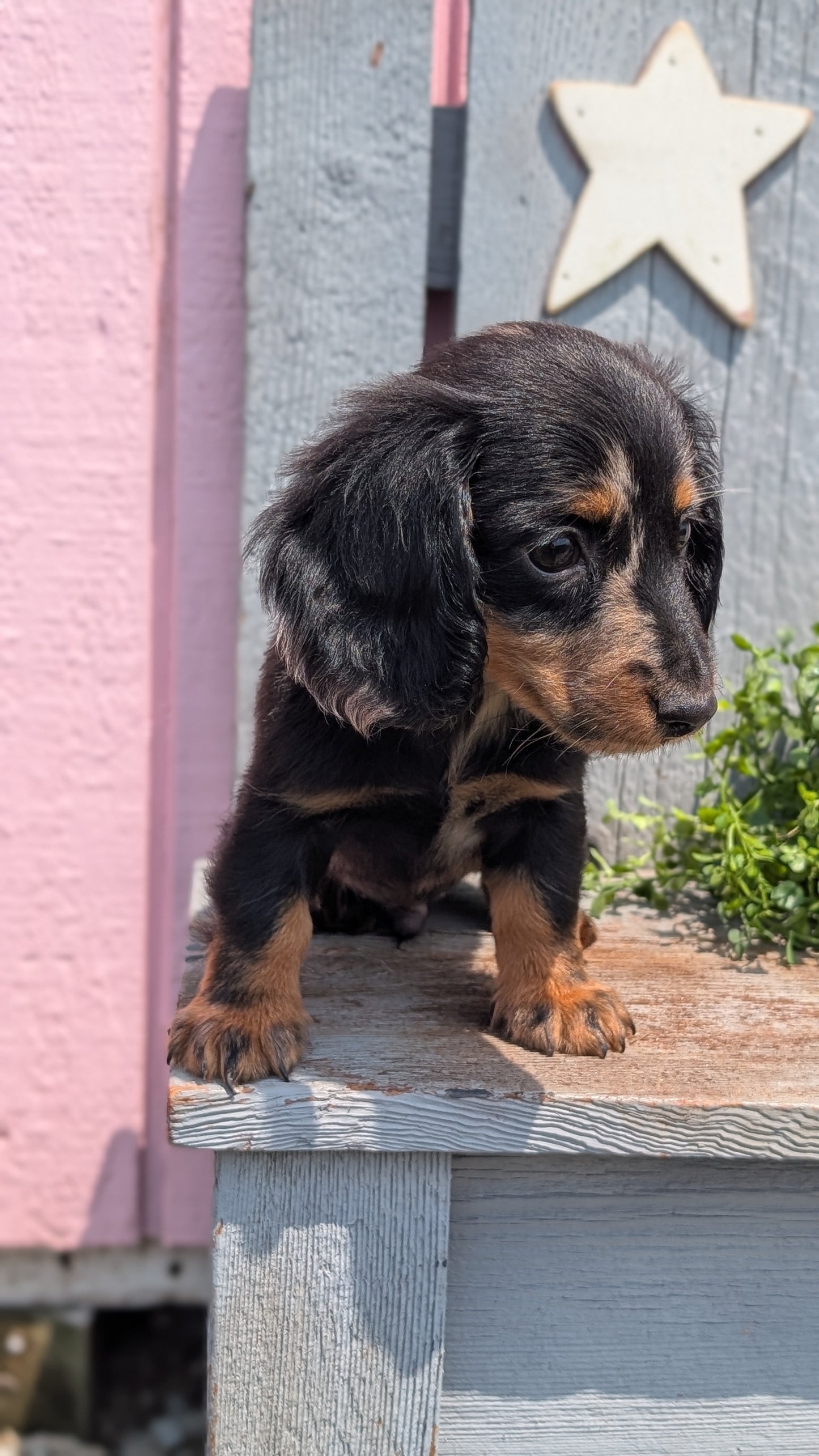 MINI DACHSHUND (APR 29) MALE