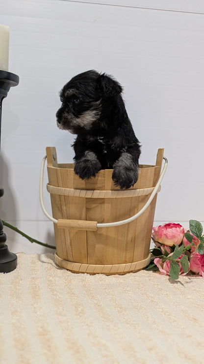 MINI SCHNAUZER (02/18) FEMALE