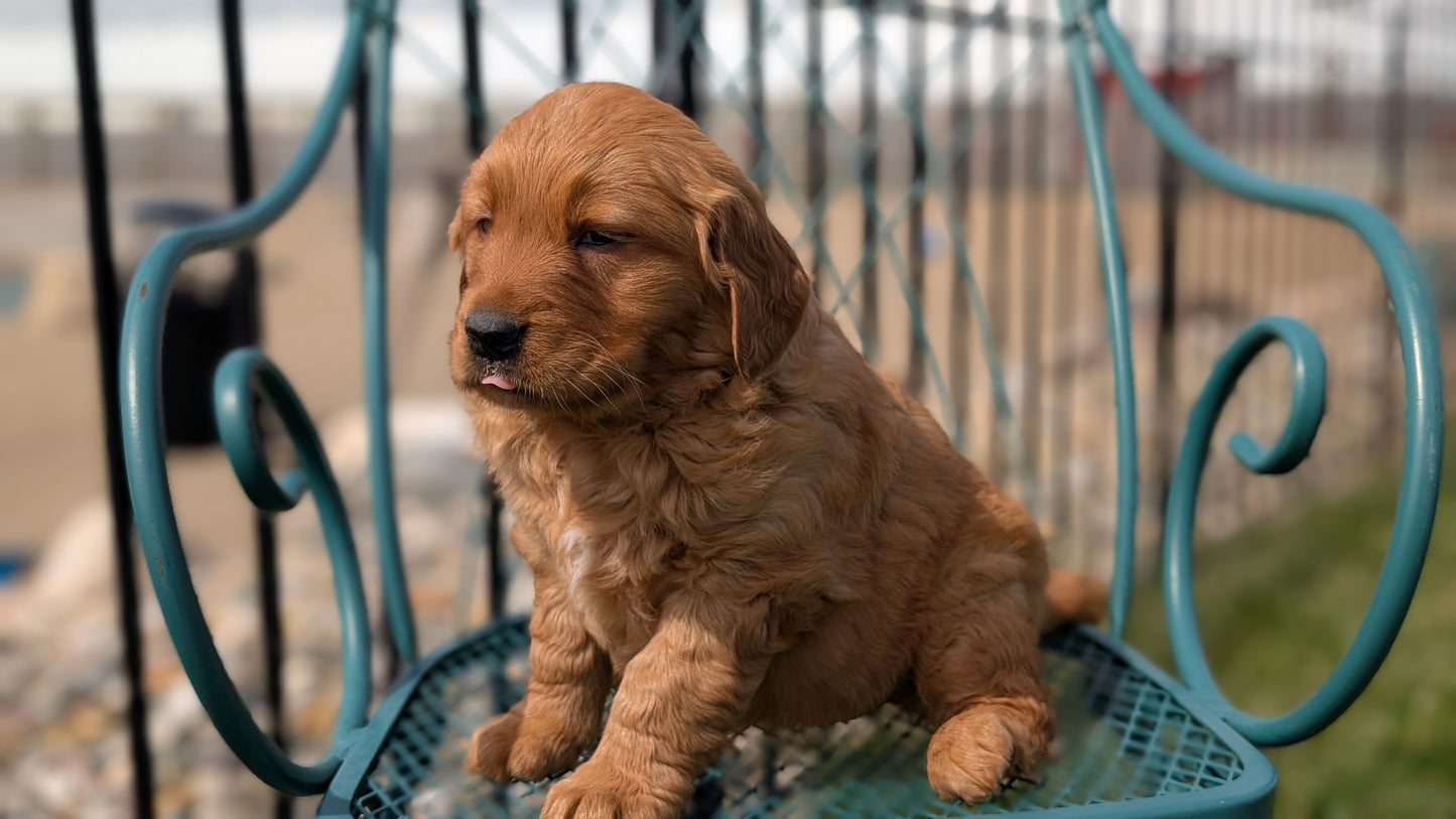 GOLDEN RETRIEVER (FEB 04) FEMALES