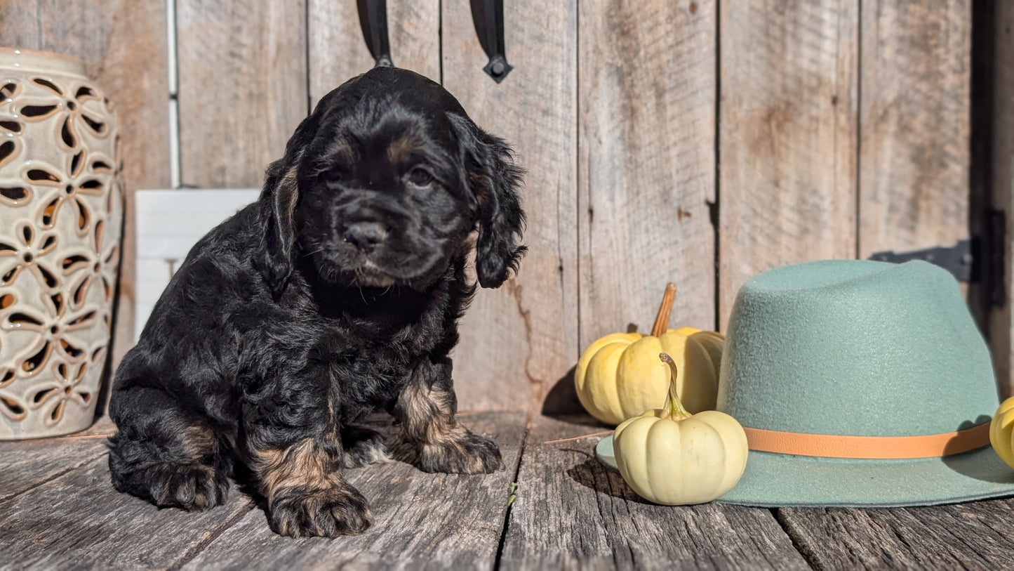 COCKER SPANIEL (09/19) MALE