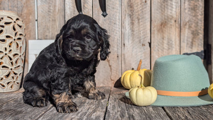 COCKER SPANIEL (09/19) MALE