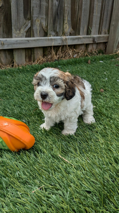 CAVAPOO (05/15) FEMALE