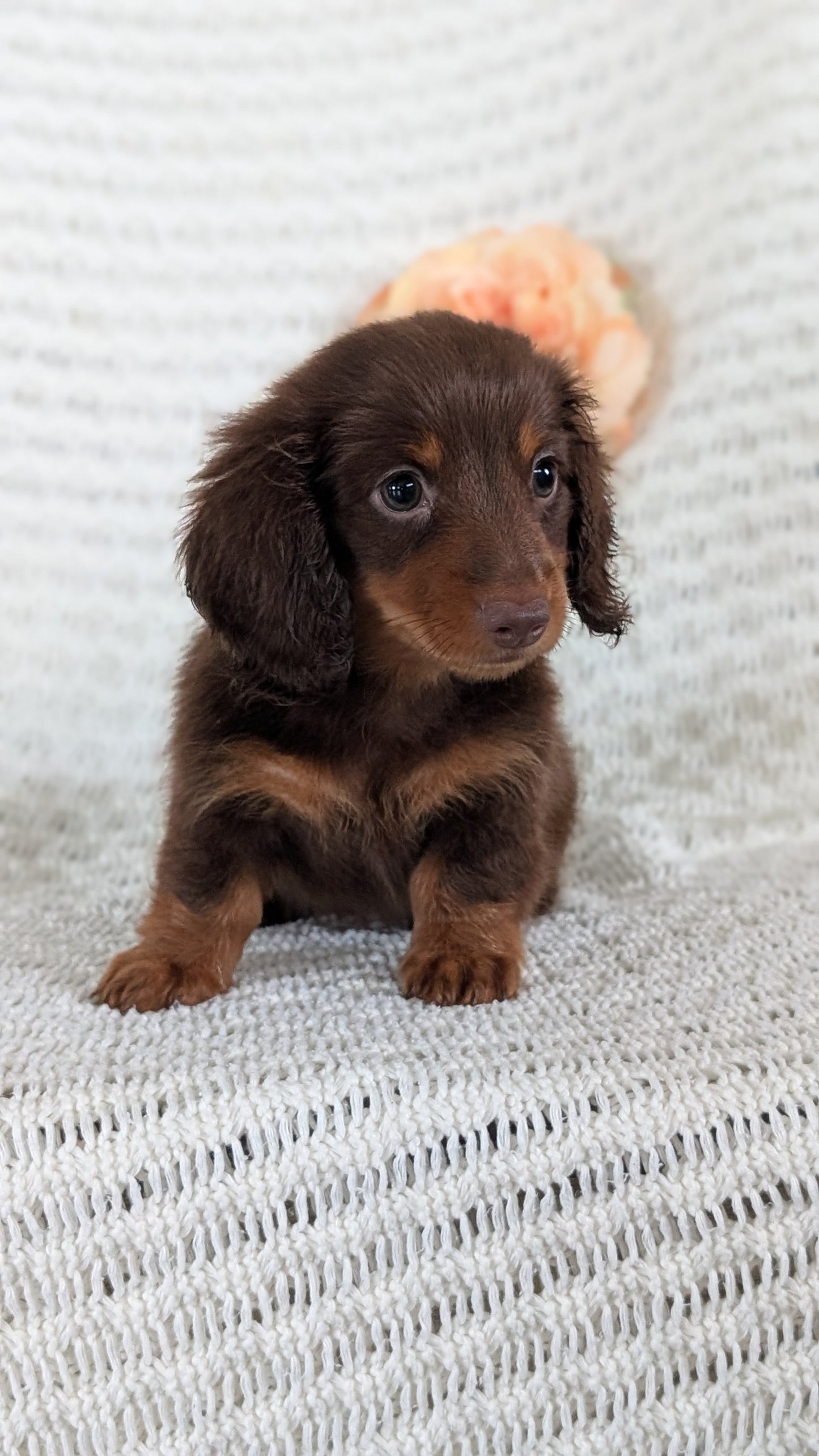 MINI DACHSHUND (MAY 13) MALE