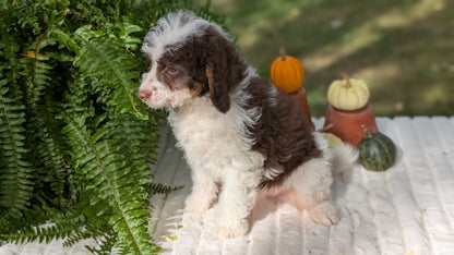MINI BERNEDOODLE (08/06) MALE