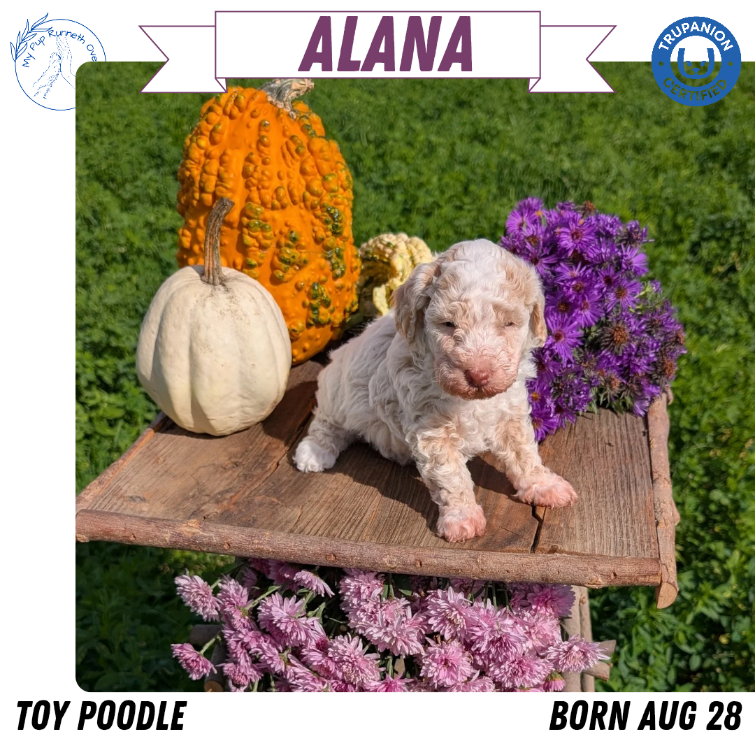 TOY POODLE (08/28) FEMALE