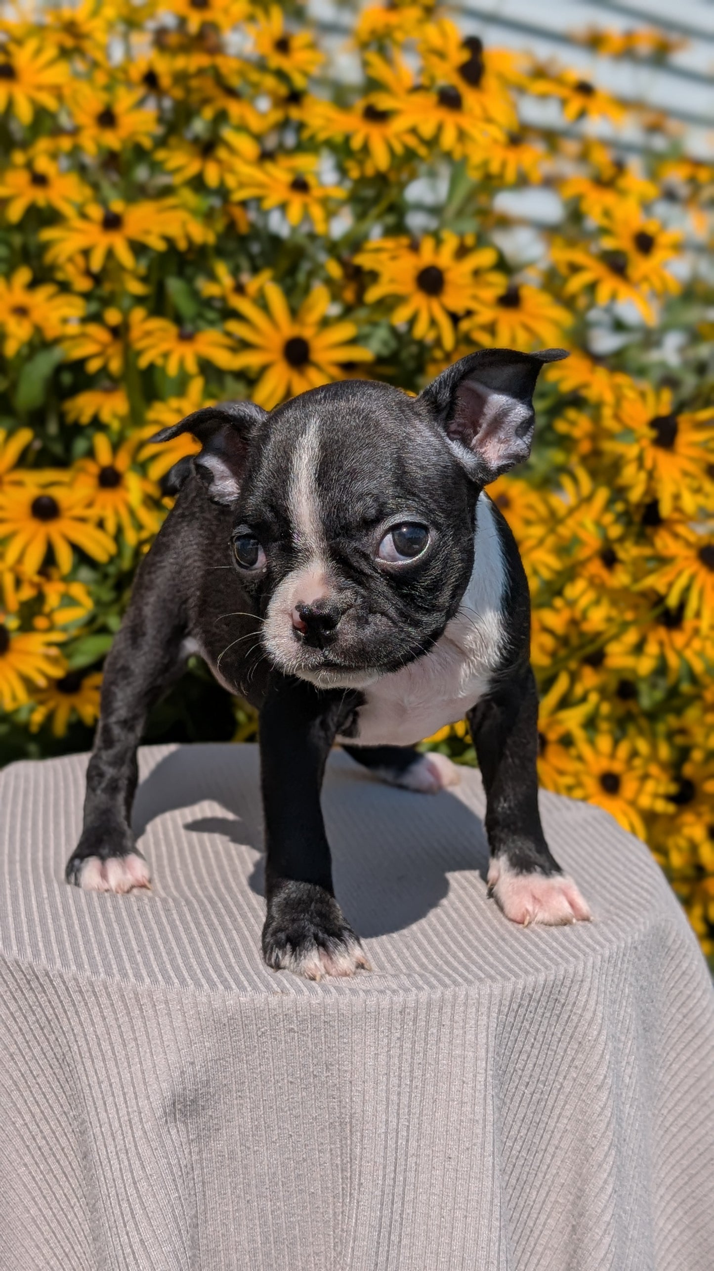 BOSTON TERRIER (JUL 11) 4 FEMALES/4 MALES