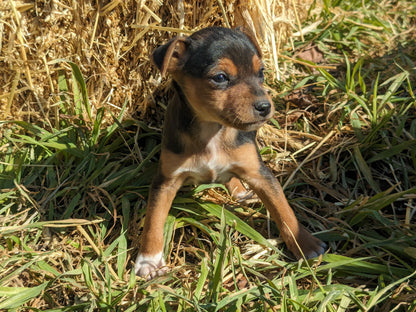 MINI PINSCHER (1/11) MALE