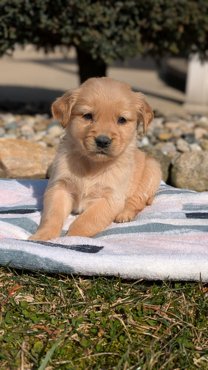 GOLDEN RETRIEVER (02/01) FEMALE