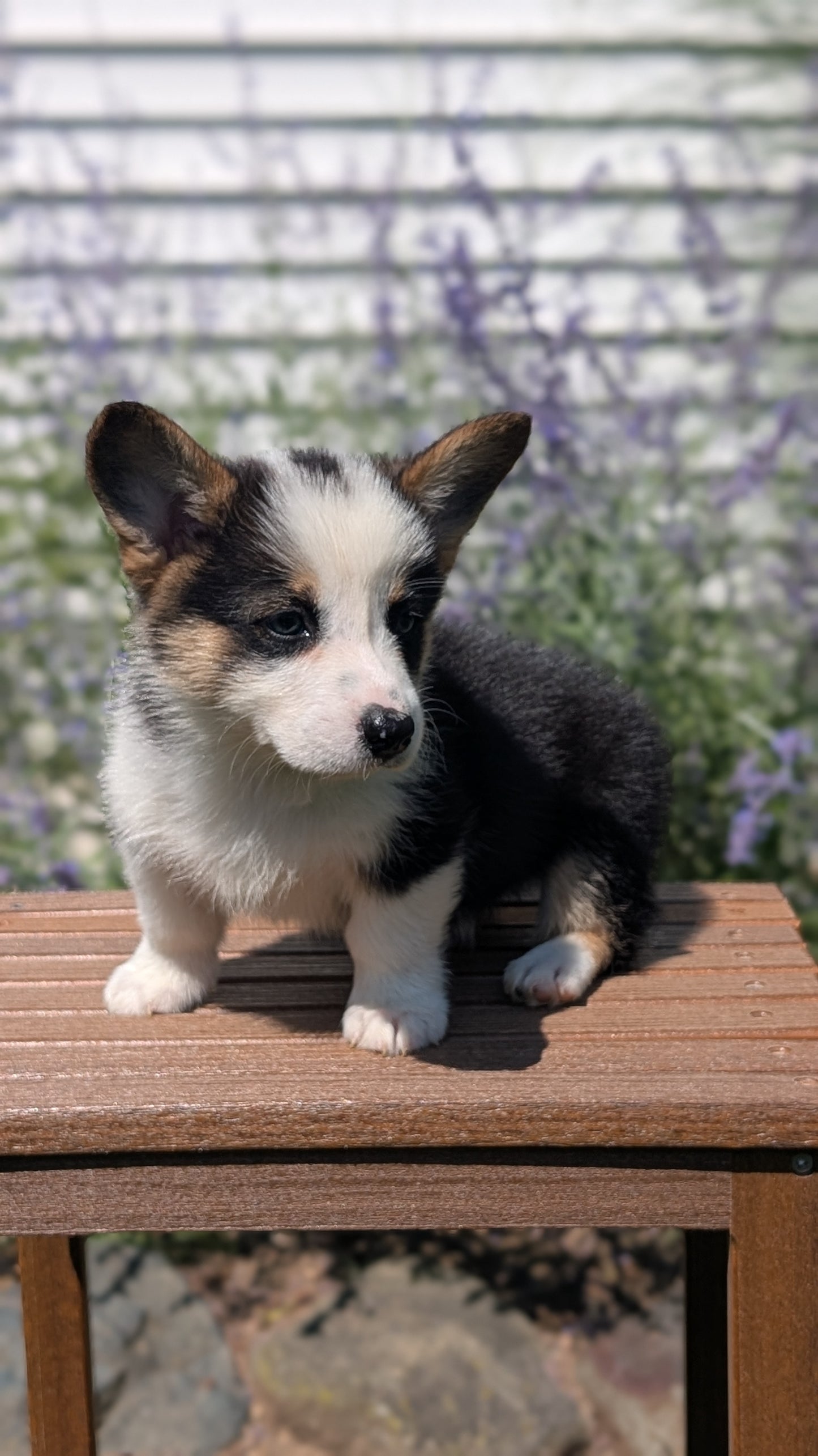 CORGI (JUN 08) MALES