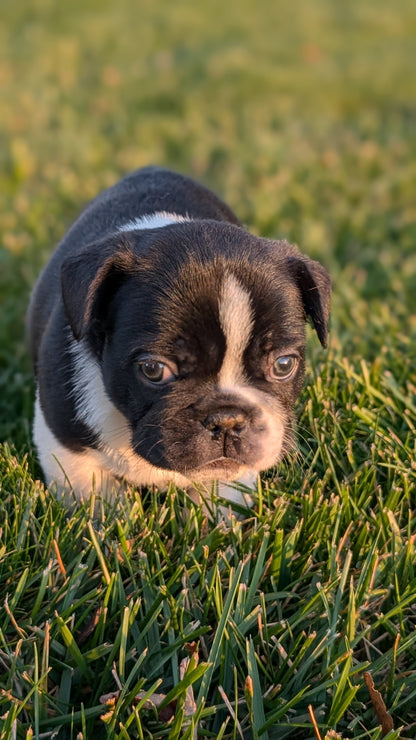 FRENCH BULLDOG (OCT 08) MALES