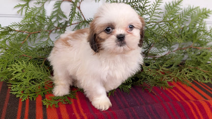 SHIH TZU (SEP 30) FEMALE