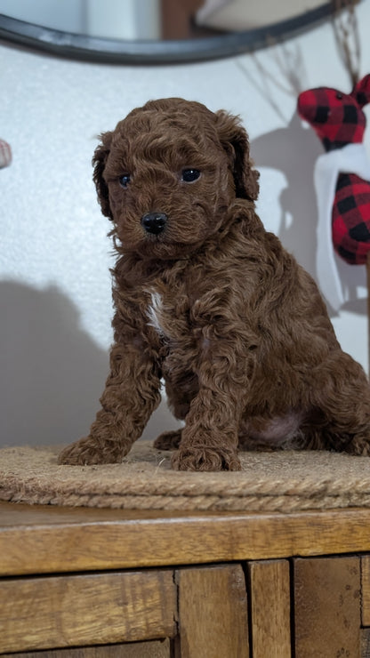 MINI POODLE (NOV 14) MALES