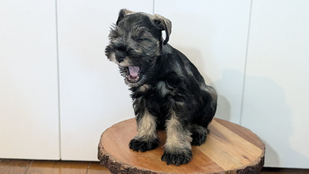 MINI SCHNAUZER (AUG 24) 8 FEMALES