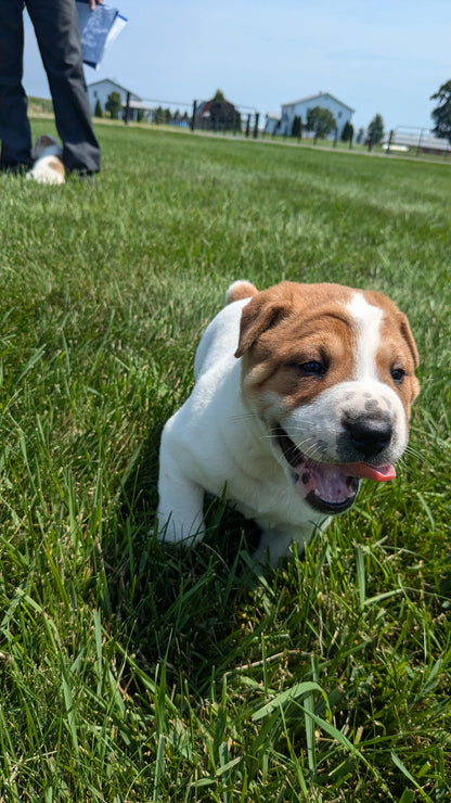 SHAR-PEI CROSS (06-30) MALE