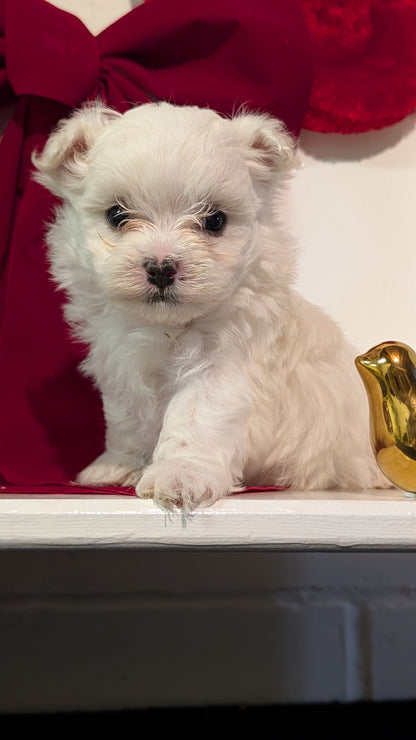 MALTESE (NOV 09) MALES