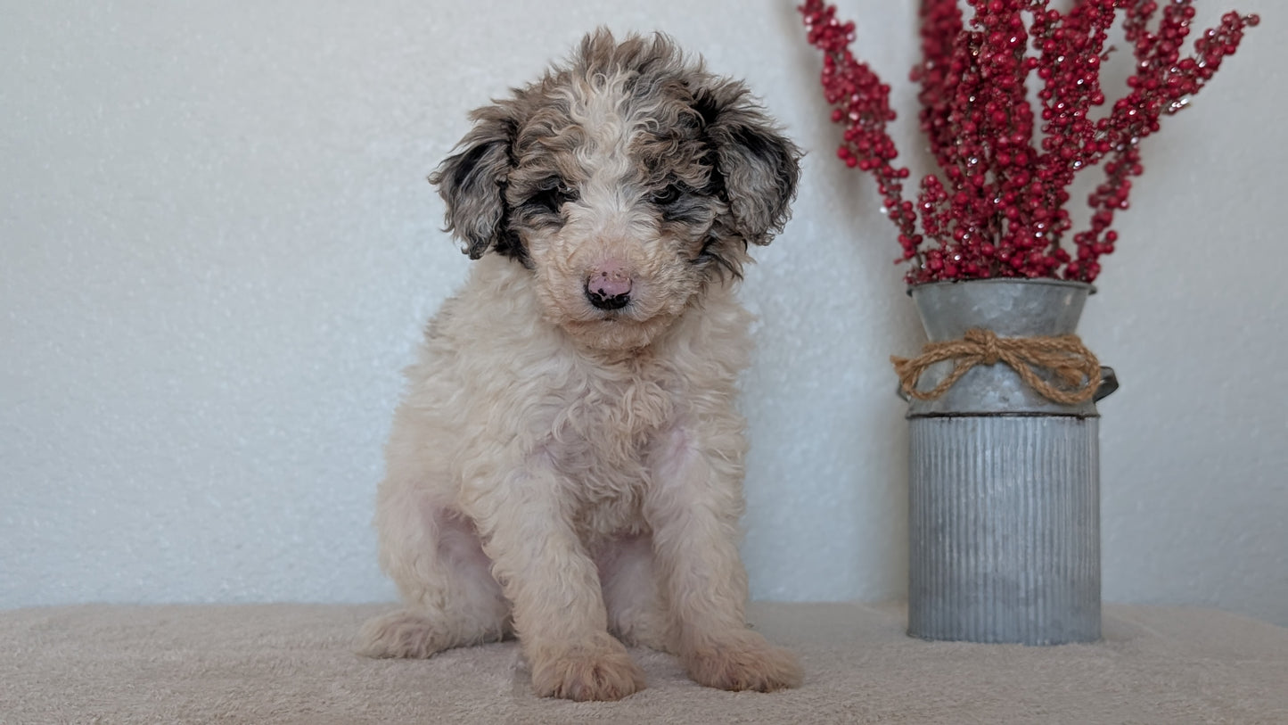 MINI BERNEDOODLE (OCT 15) FEMALES
