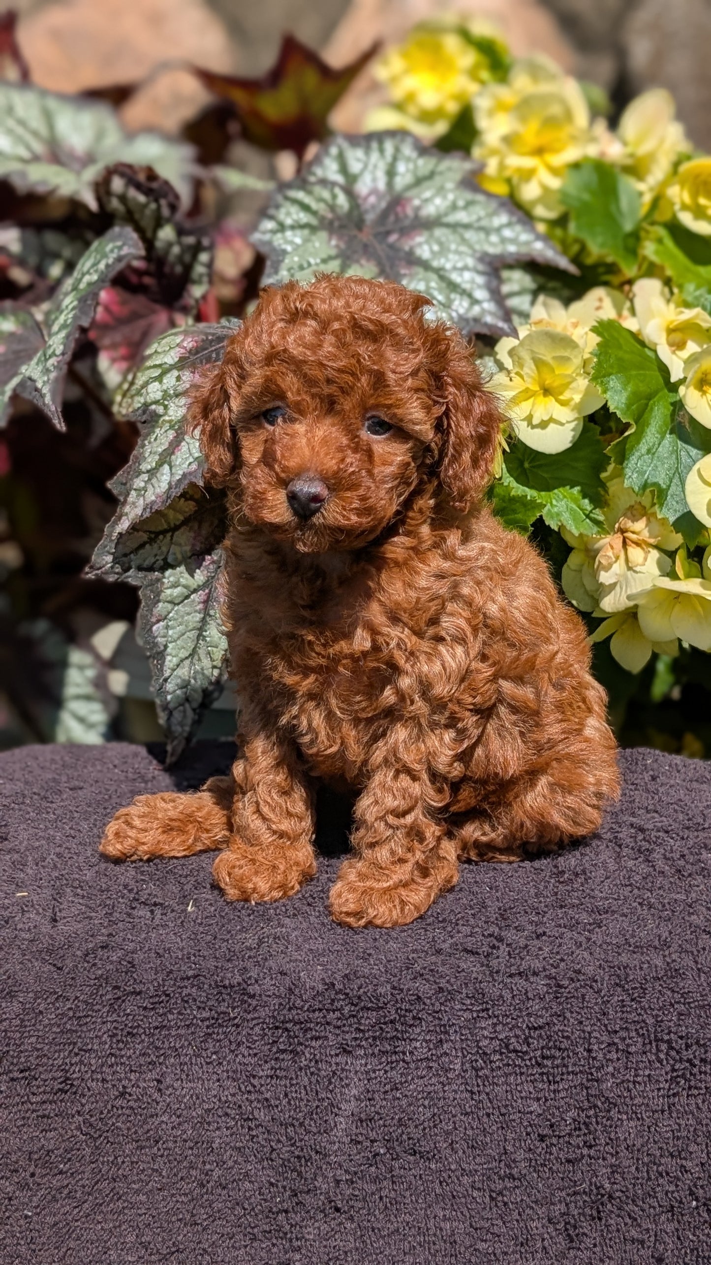 TOY POODLE (JUL 12) 1 FEMALE