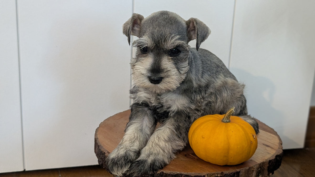 MINI SCHNAUZER (AUG 24) 8 FEMALES