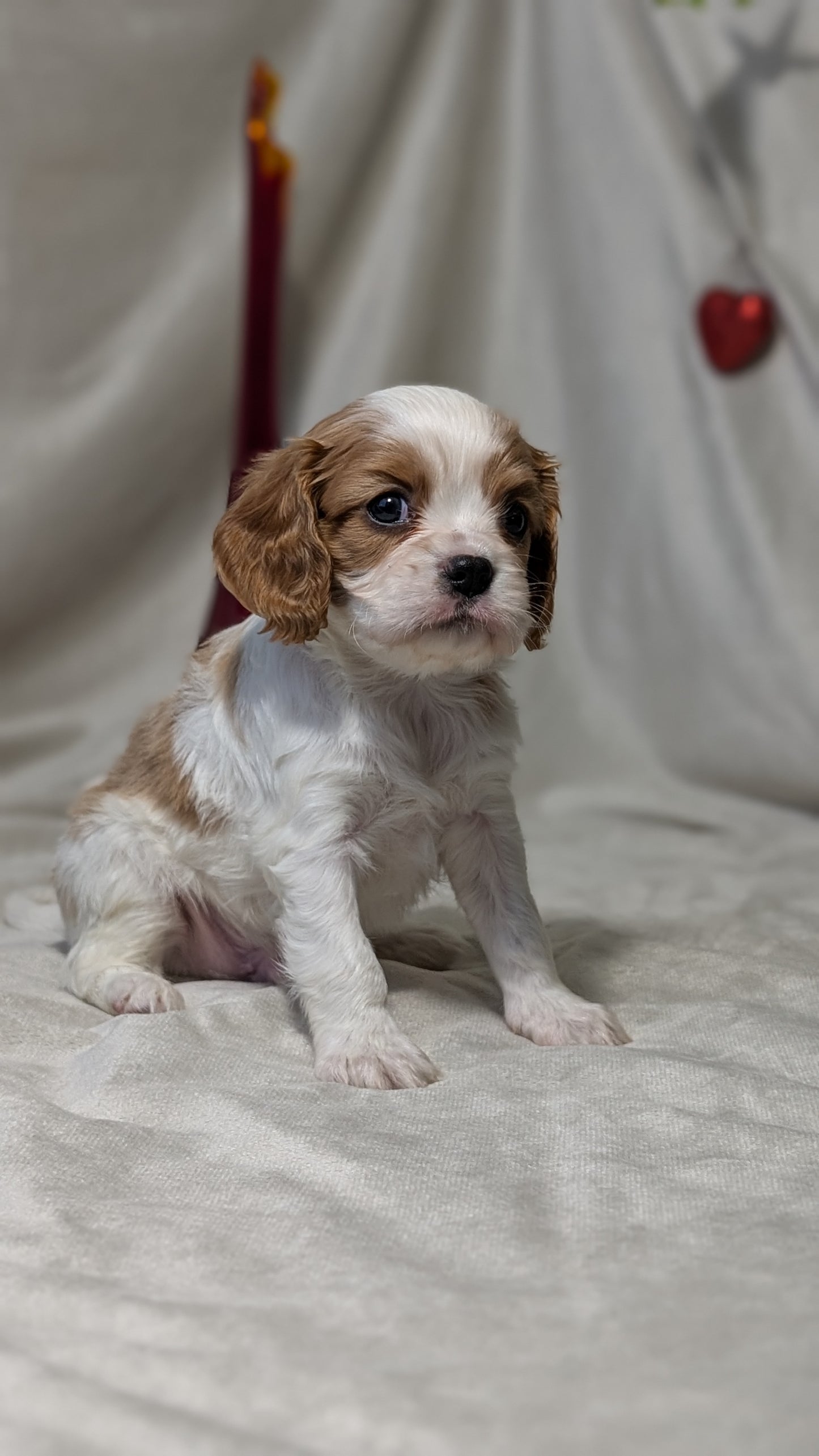 CAVALIER (DEC 03) MALES