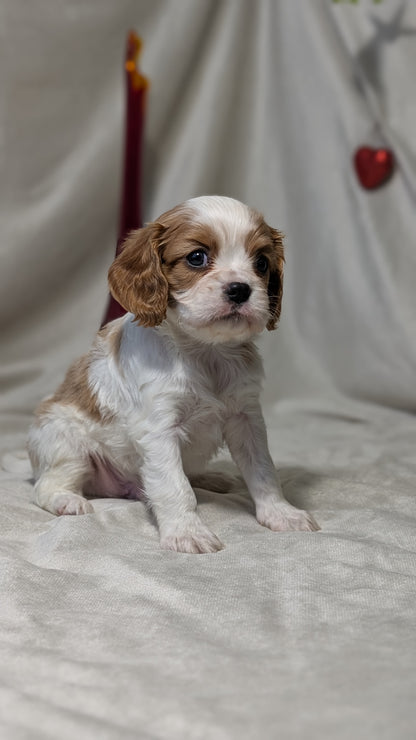 CAVALIER (DEC 03) MALES