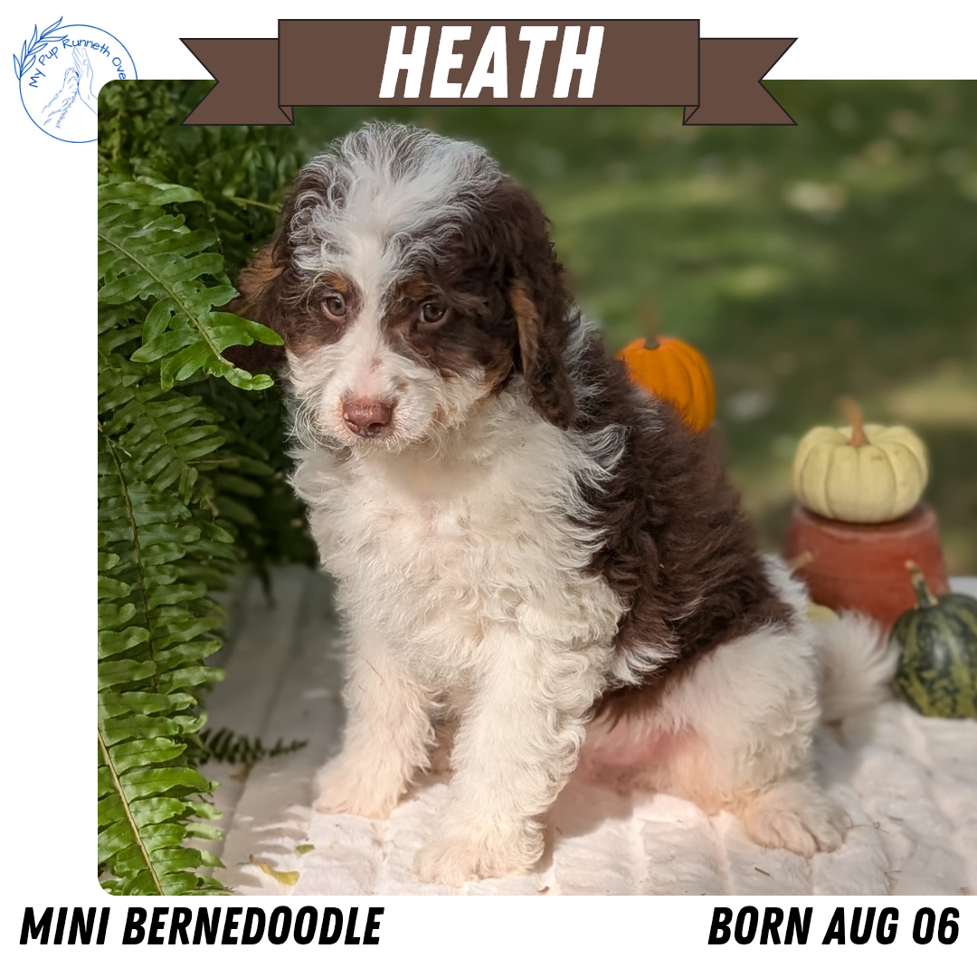 MINI BERNEDOODLE (08/06) MALE