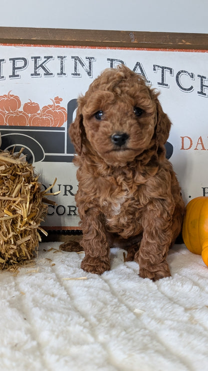 MINI GOLDENDOODLE (09/21) FEMALE