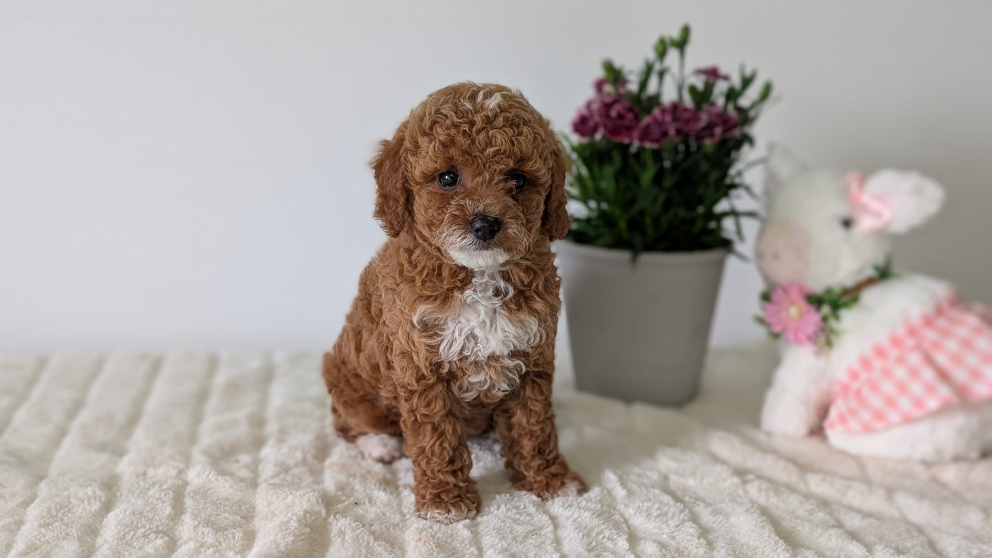 MINI GOLDENDOODLE (MAR 13) FEMALES