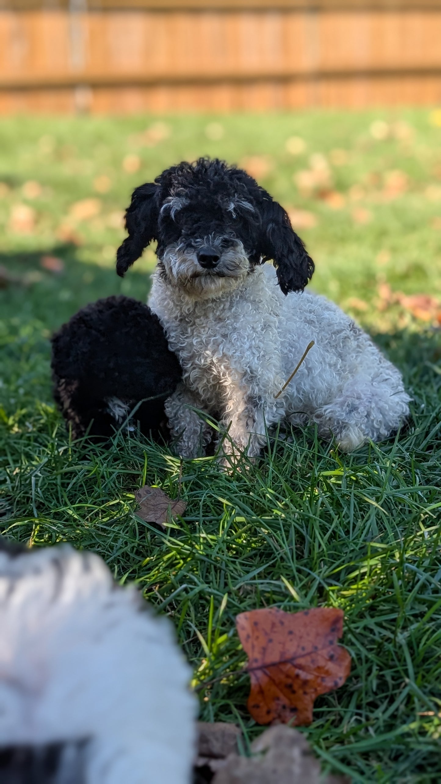 TOY POODLE (08/19) FEMALE