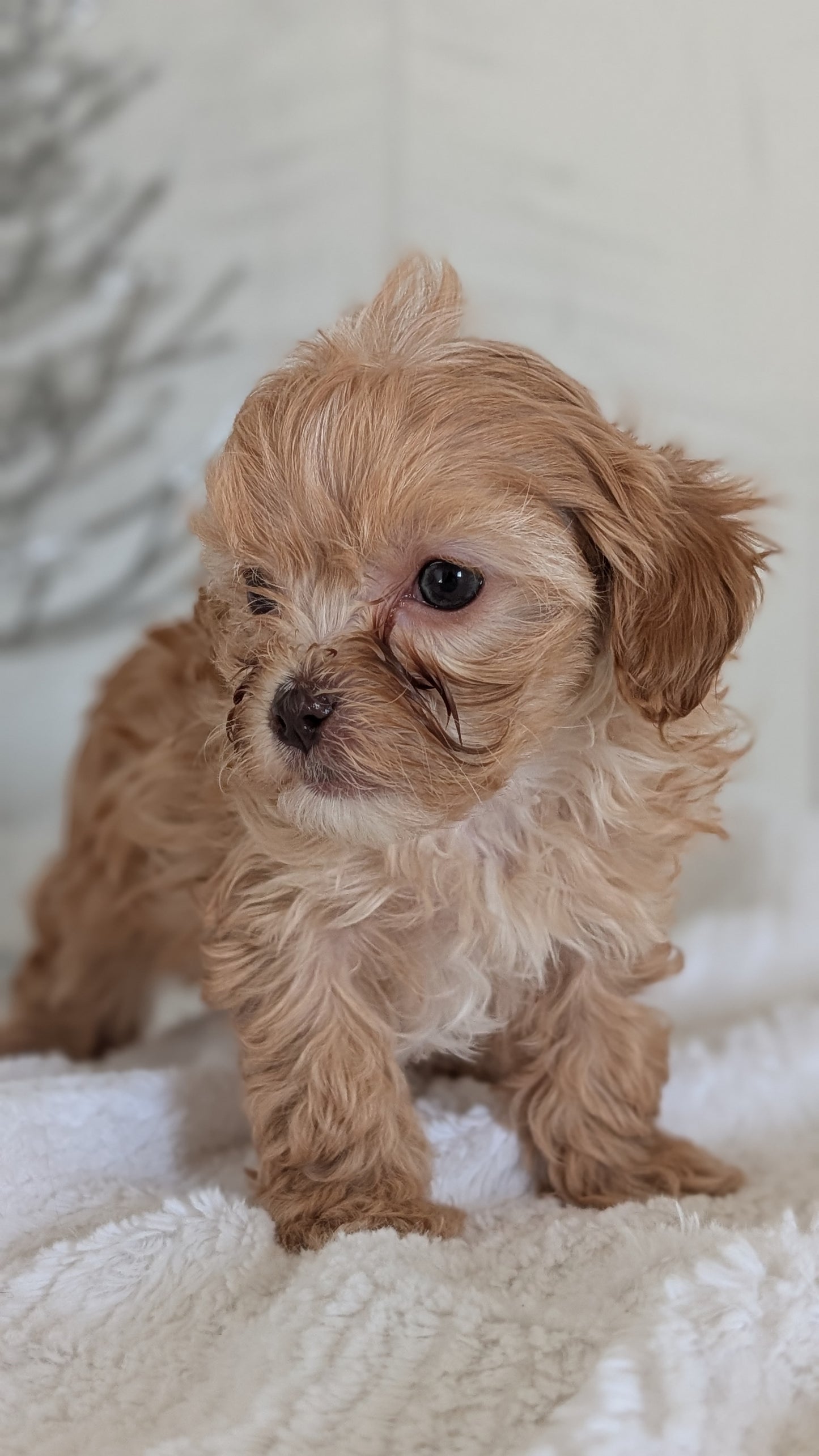 CAVAPOO (NOV 08) MALES