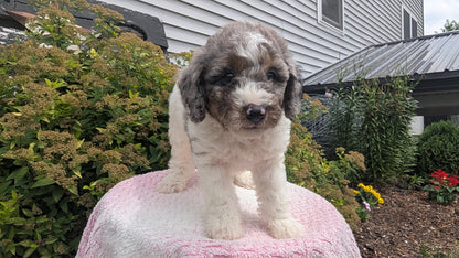 MINI POODLE (06/07) MALE
