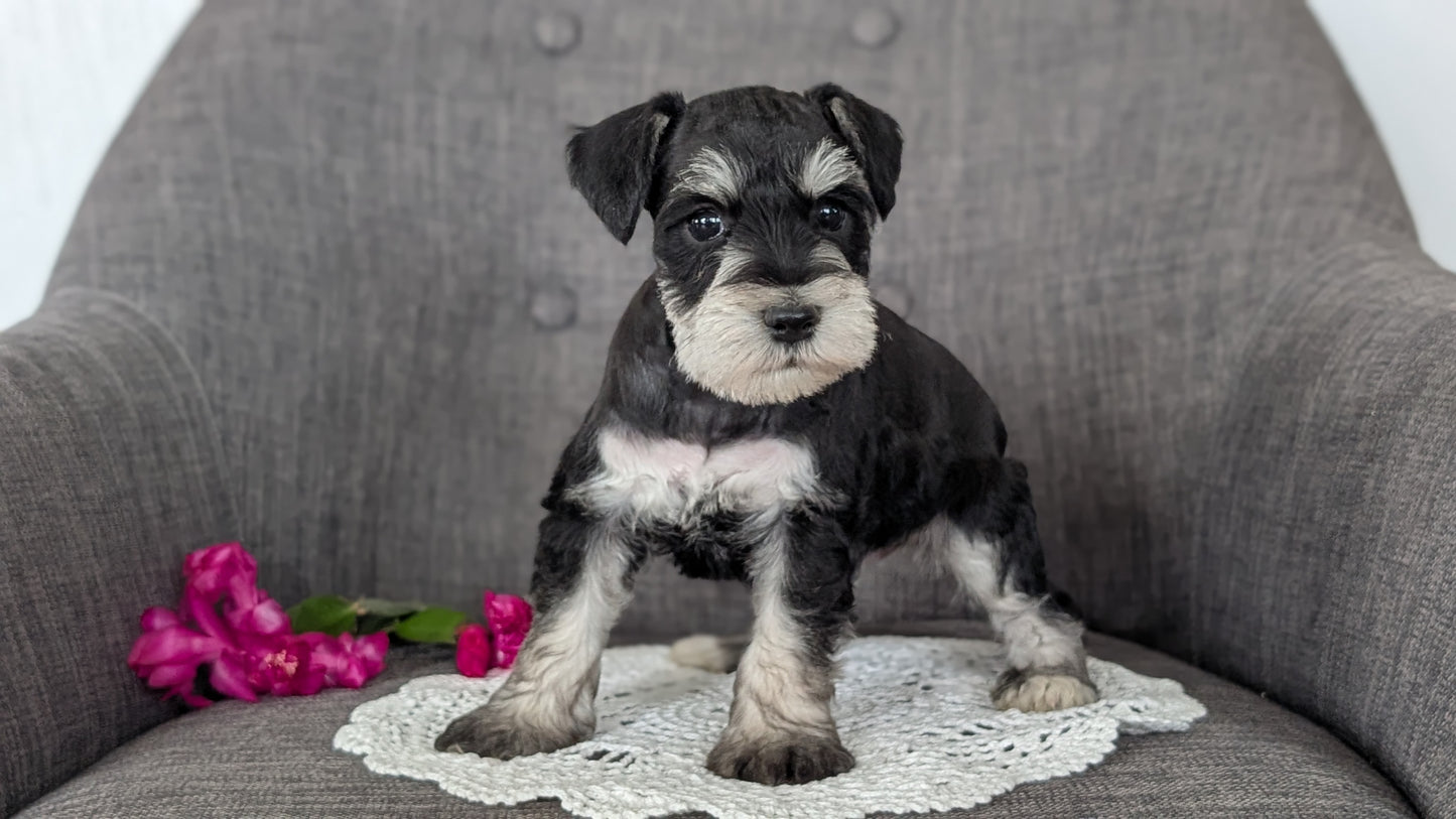 MINI SCHNAUZER (JAN 20) MALES