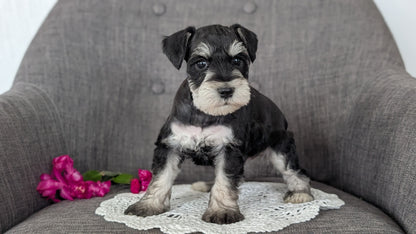 MINI SCHNAUZER (JAN 20) MALES