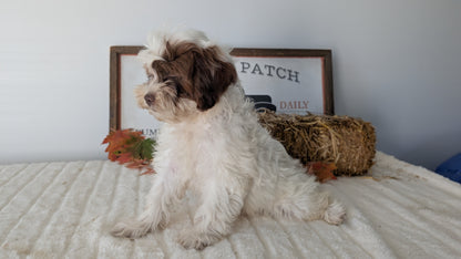 SHIHPOO (07/26) FEMALE