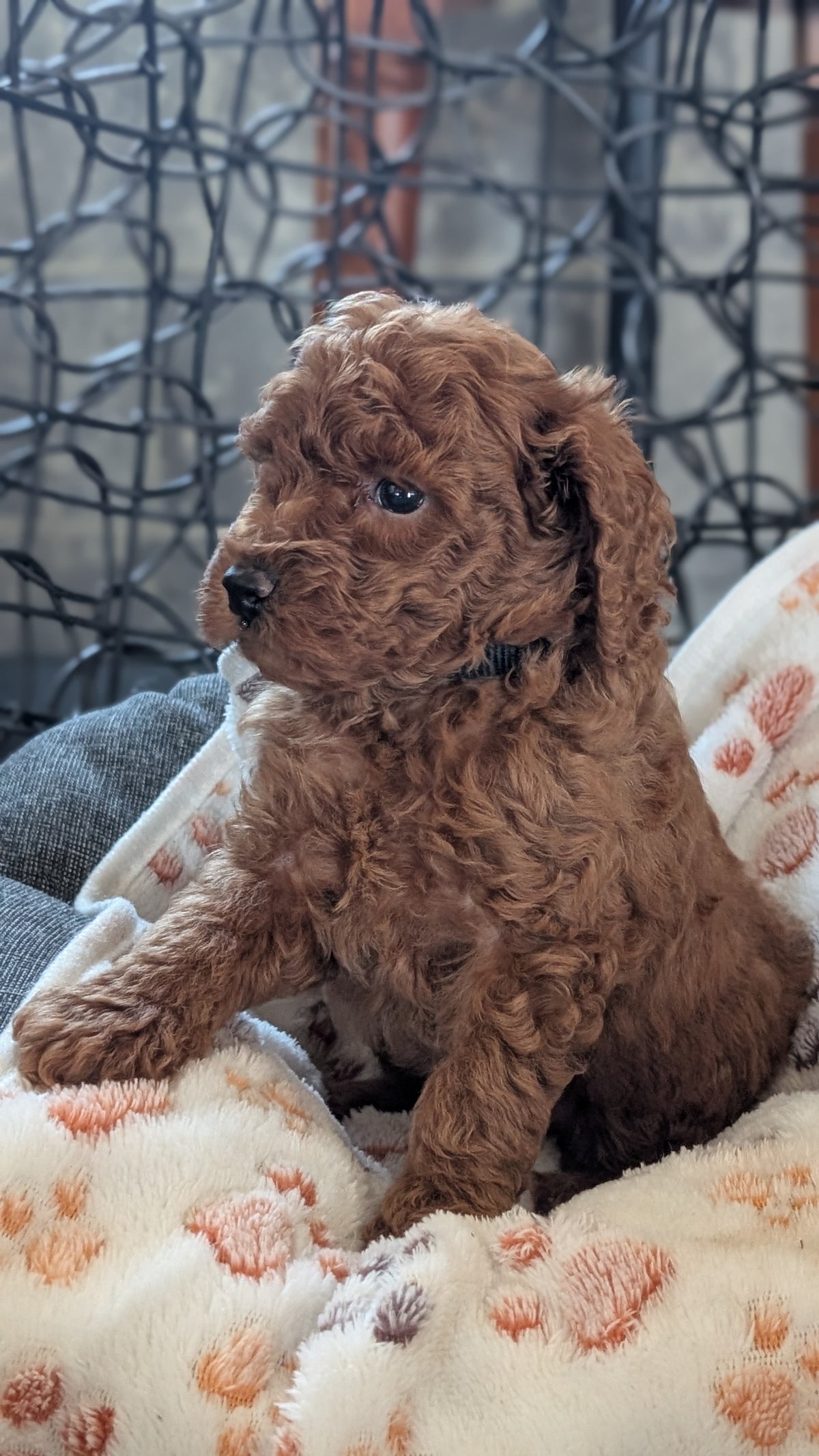 TOY POODLE (SEP 10) 4 MALES/2 FEMALES