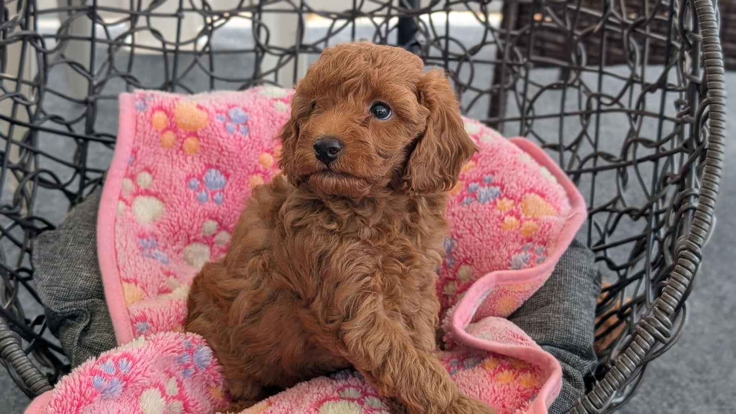 TOY POODLE (JUN 22) MALES