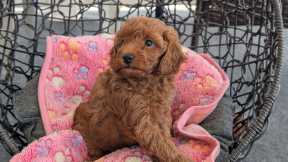 TOY POODLE (JUN 22) MALES
