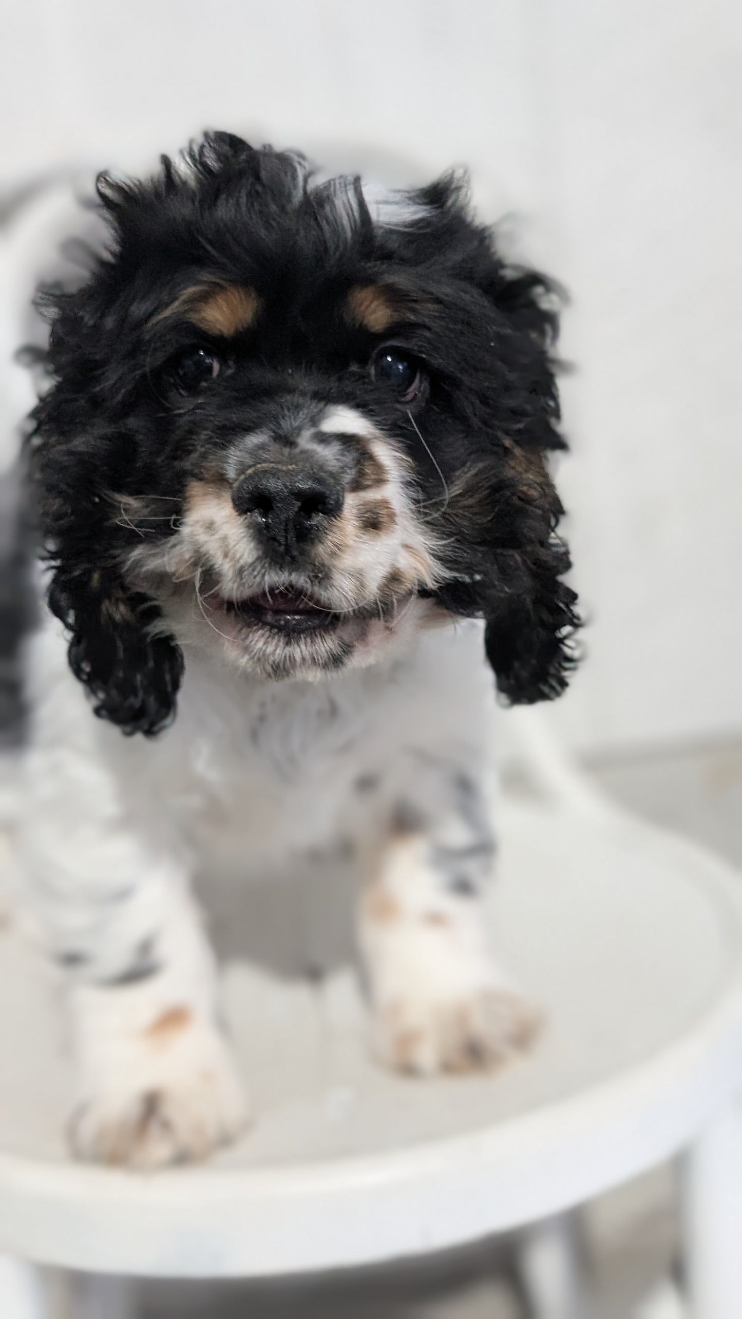 COCKER SPANIEL (09/19) MALE